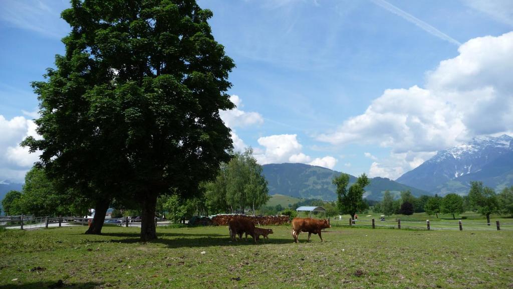 Haus Rieder Georg Διαμέρισμα Maria Alm am Steinernen Meer Εξωτερικό φωτογραφία